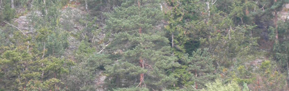 Foto av sterkt kalkrik ur