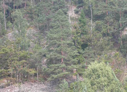 Foto av tørkeutsatte sterkt kalkrike grove rasmarker