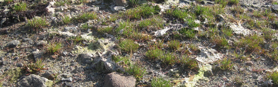 Foto av saltanrikingsmarker i geolitoral