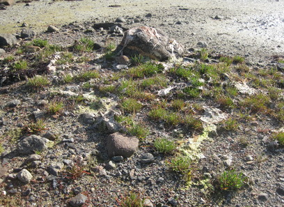 Foto av saltanrikningsmarker
