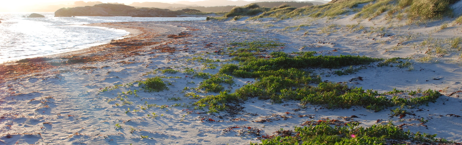Foto av forstrand og primærdyner