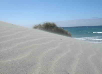 Foto av sanddynemarker
