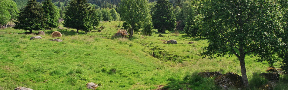 Foto av intermediær eng med svakt preg av gjødsling