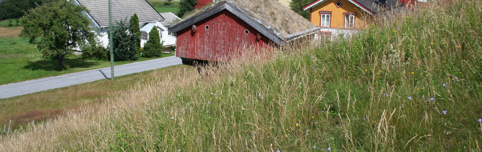 Foto av intermediær tørreng med klart hevdpreg eller svakt preg av gjødsling