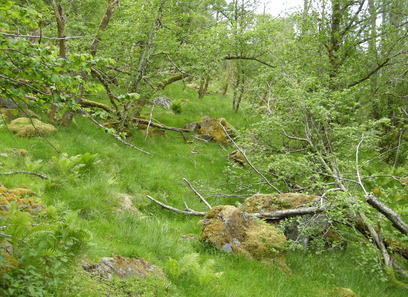Foto av kalkrike enger
