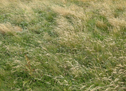 Foto av semi-naturlige strandenger