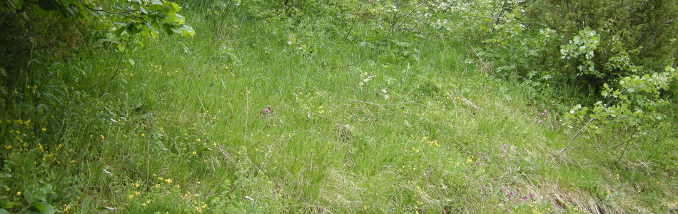 Foto av sterkt endret fastmark med preg av semi-naturlig eng