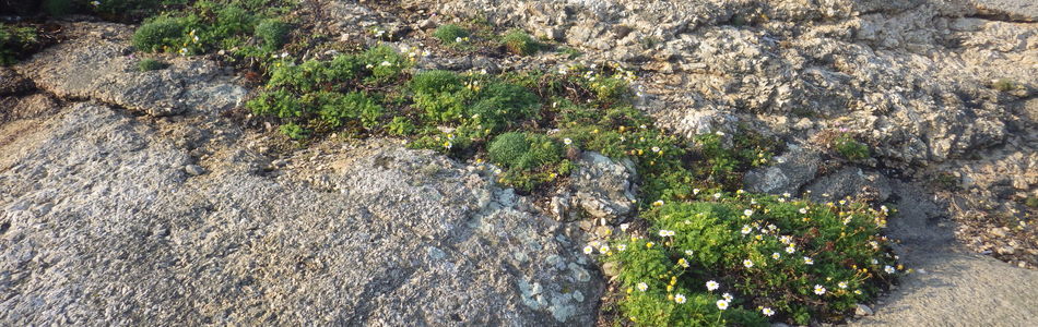 Foto av kalkfattige strandberg
