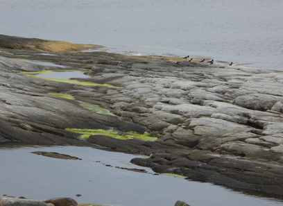 Foto av kalkfattige strandberg