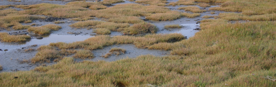 Foto av strandenger i nedre og midtre geolitoral