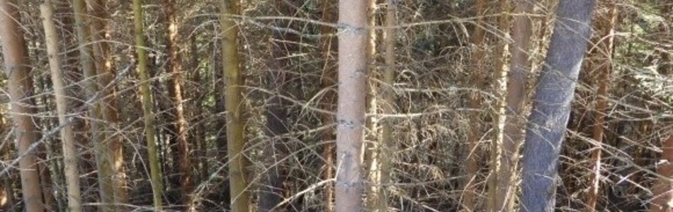 Foto av plantasjeskog