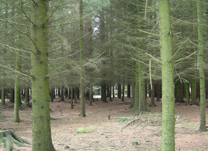Foto av treplantasje