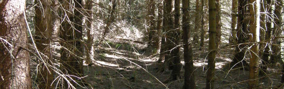 Foto av treplantasje