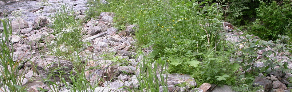 Foto av åpen flomfastmark på kalkrik grus og stein