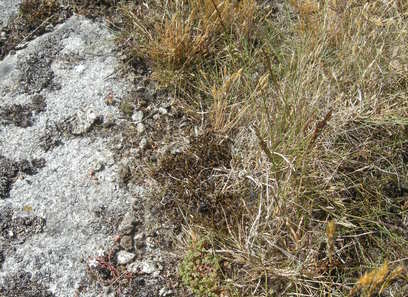 Foto av åpne intermediære grunnlendte marker
