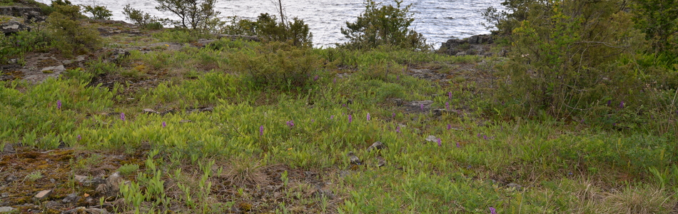 Foto av åpen sterkt kalkrik grunnlendt lavmark