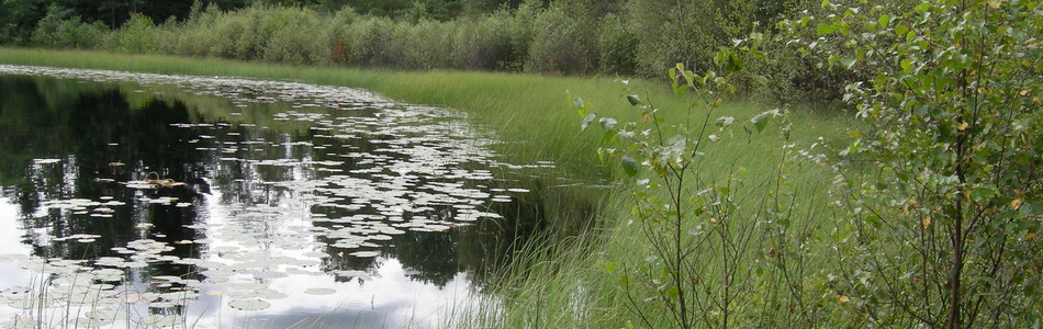 Foto av helofytt-ferskvannssump