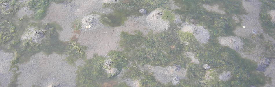 Foto av uten fimateriale og finmaterialfattig bunn med liten erosjonsmotstand i hydrolitoral
