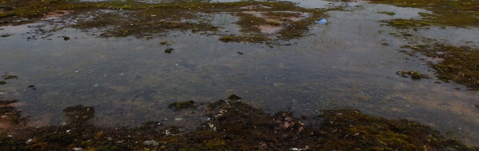 Foto av kalkfattig og intermediær permafrost-våtmark
