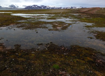 Foto av kalkfattig og intermediær permafrost-våtmark