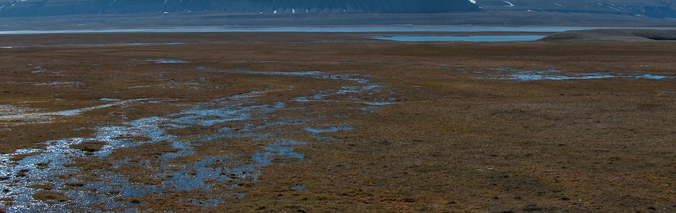 Foto av kalkrik permafrost-våtmark