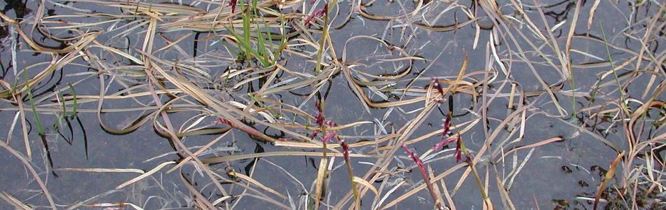 Foto av arktisk permafrost-våtmark