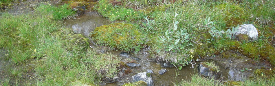 Foto av kaldkilde