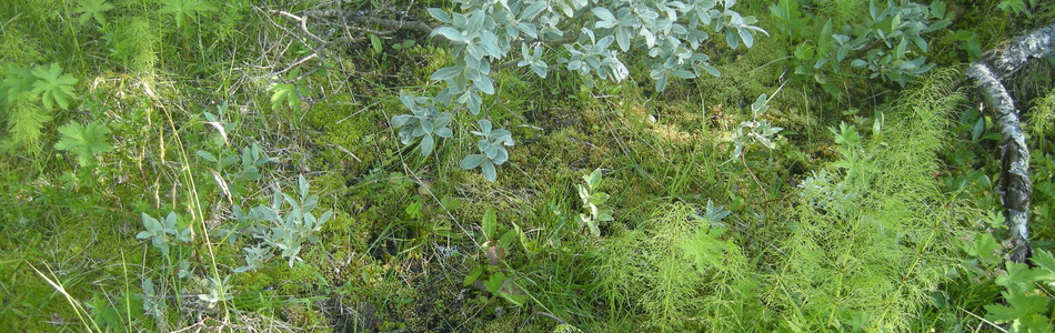 Foto av kalkfattige og svakt intermediære myr- og sumpskogsmarker