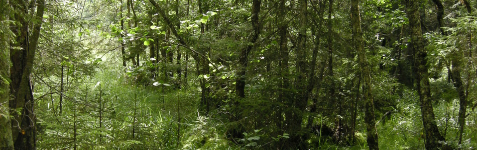 Foto av sterkt intermediære litt kalkrike myr- og sumpskog-marker