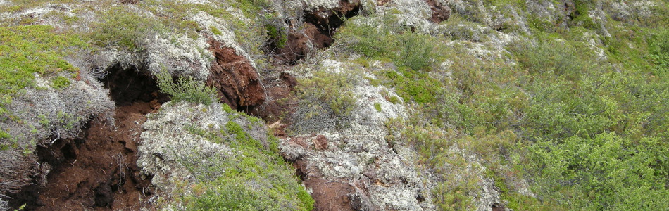 Foto av ombrotrofe myrflater