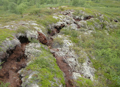 Foto av ombrotrofe myrer