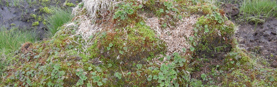 Foto av nedbørsmyr
