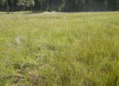 Foto av intermediær semi-naturlig myr