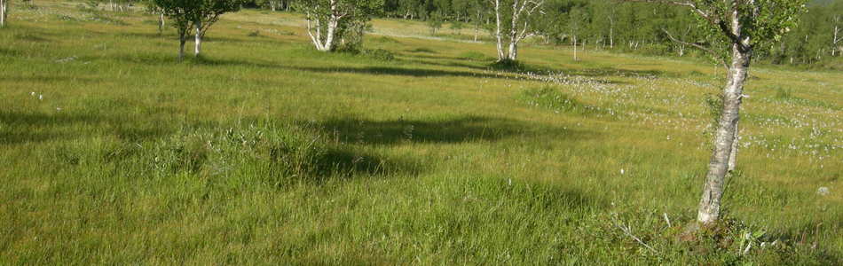 Foto av kalkrik semi-naturlig myr
