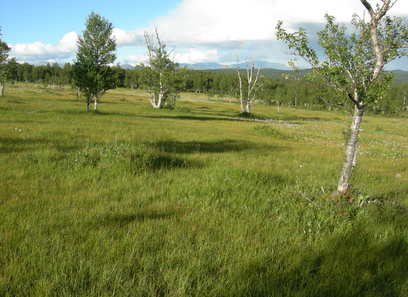 Foto av kalkrik semi-naturlig myr