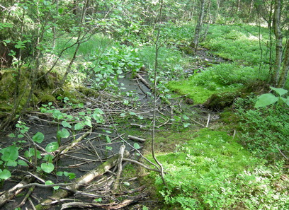 Foto av kalkfattig og intermediær strand- og sumpskogsmark