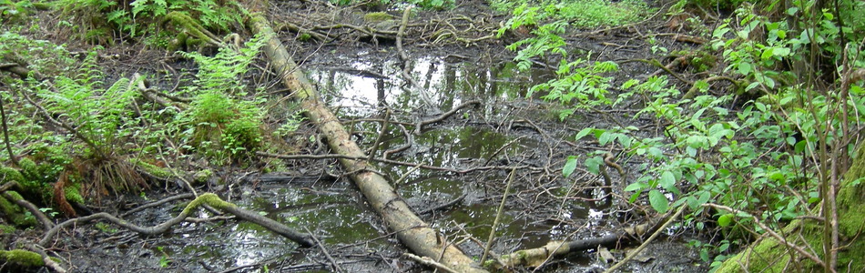 Foto av kalkrik strand- og sumpskogsmark