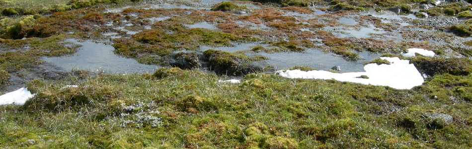 Foto av kalkfattig og intermediært seint våtsnøleie