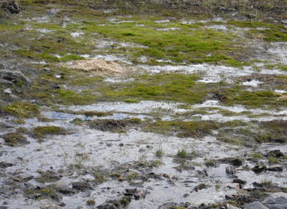 Foto av litt kalkfattige til litt kalkrike våt- og kildesnøleier