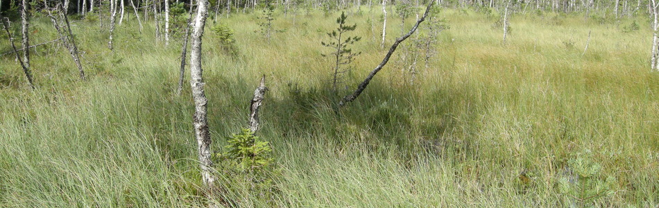 Foto av svært og temmelig kalkfattige myrkanter