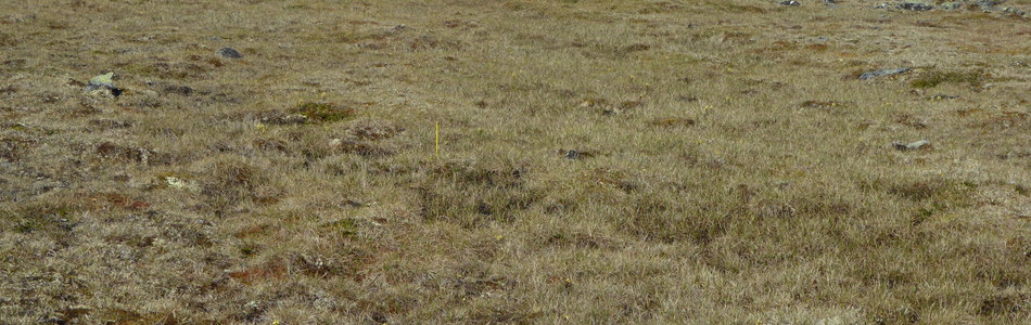 Foto av sterkt intermediære og litt kalkrike myrflater