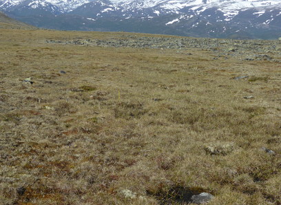 Foto av sterkt intermediære og litt kalkrike myrer