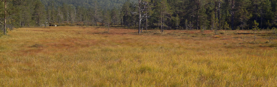 Foto av åpen jordvannsmyr